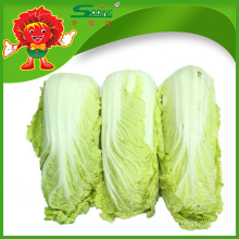 Organic Chinese baby cabbage for sale